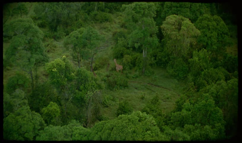 A vintage-style aerial shot captures two giraffes standing together in a clearing within a dense, lush green jungle