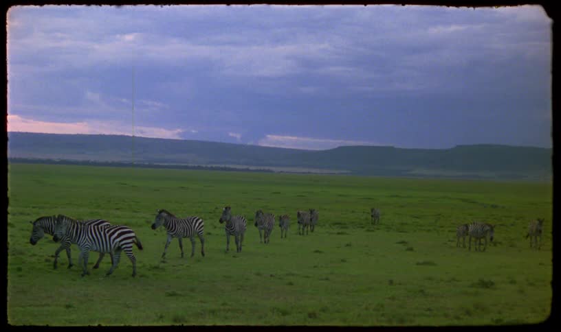 A herd of zebras grazes and walks through the vast, green savanna at dusk