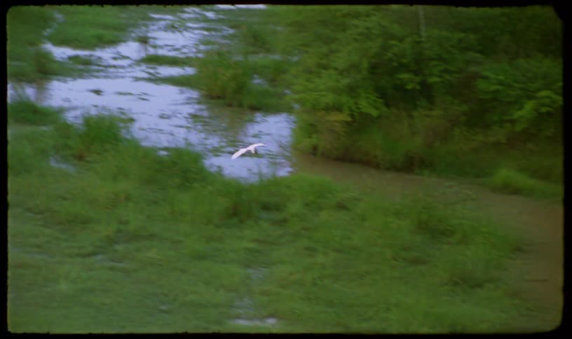 A white egret glides in slow motion over a vibrant green marsh in vintage-style archival footage