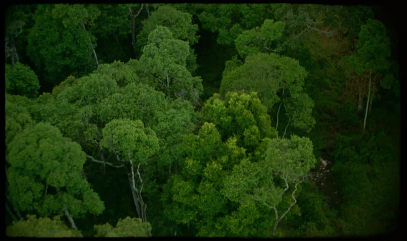 An archival, vintage-style aerial shot slowly pans out over a lush, dense green jungle canopy