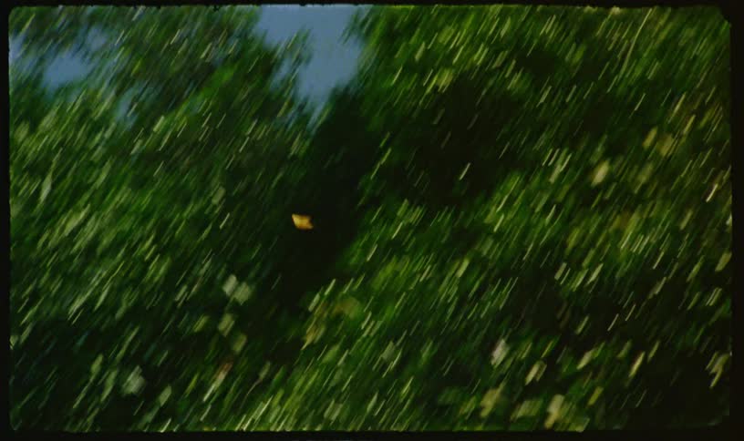A vintage film shows a single yellow butterfly flying from a canopy of green trees into the clear blue sky