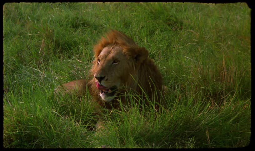 A majestic male lion rests in the tall green grass of the savanna, licking his nose and letting out a big yawn