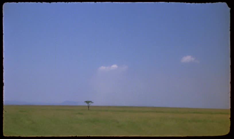 A vintage film shot captures a solitary tree standing in the vast, grassy plains of the African savanna