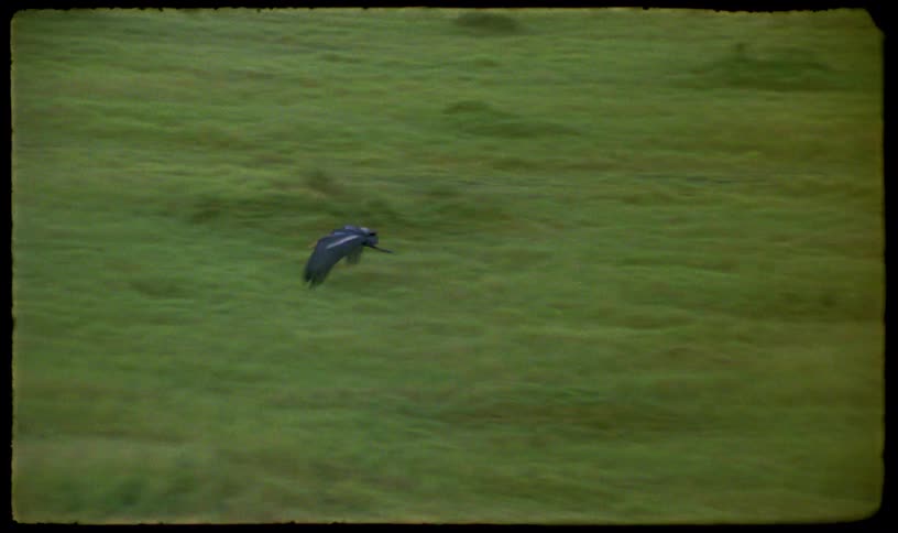 Archival film captures a majestic Marabou stork soaring gracefully over a vast green savanna