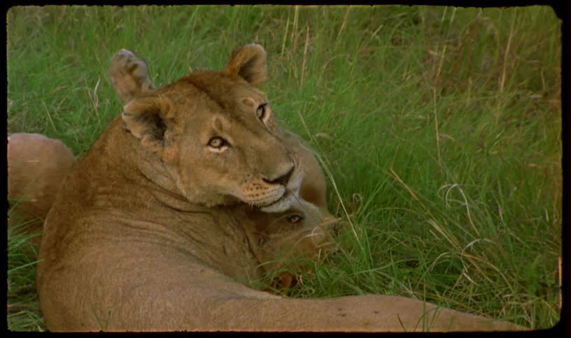 An intimate close-up of a mother lioness and her cub resting and grooming together in the lush green grass