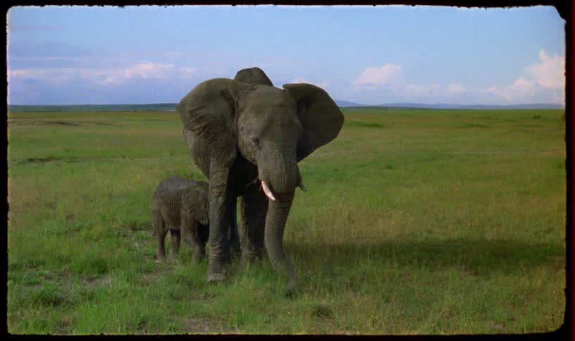 A mother elephant grazes in a vast grassy plain while her baby calf stays close by her side in this vintage footage