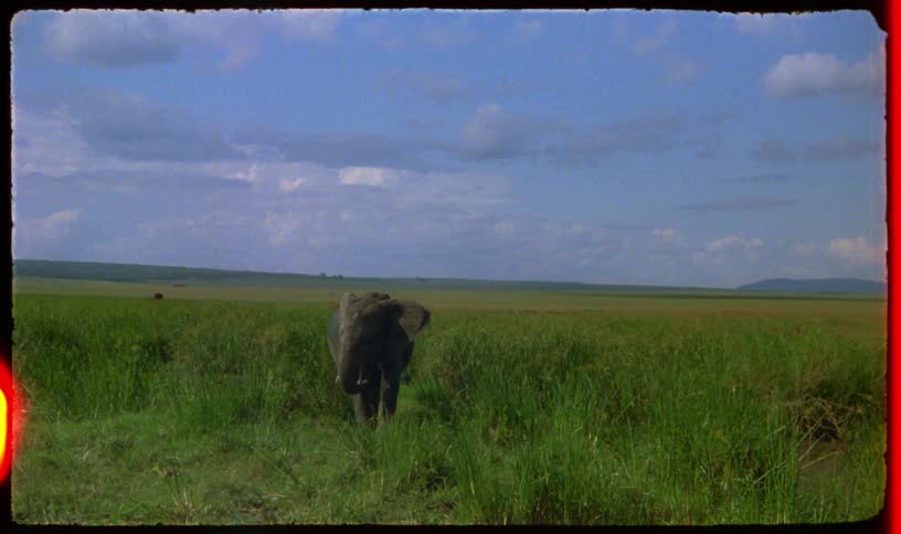 Dreamy, vintage-style footage of a majestic elephant in a wide-open grassland under a cloudy sky