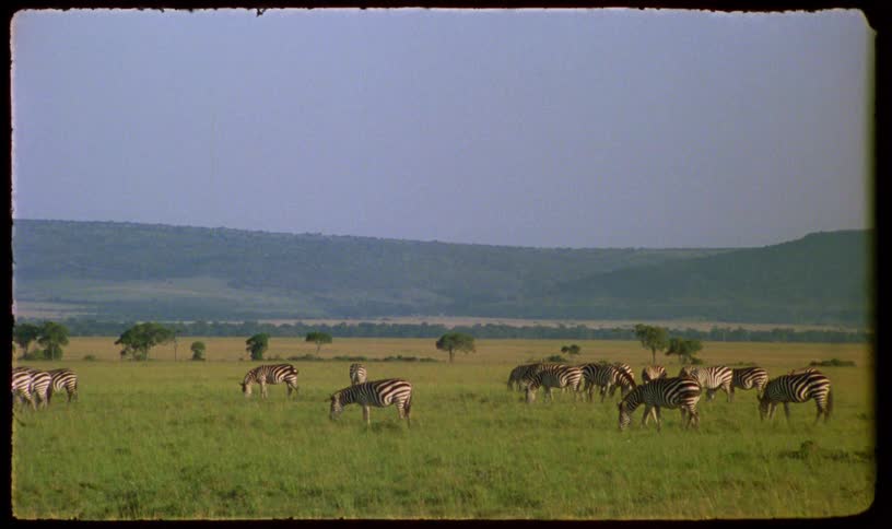 Vintage archival footage shows a herd of zebras grazing peacefully on a vast, lush green savanna in Africa