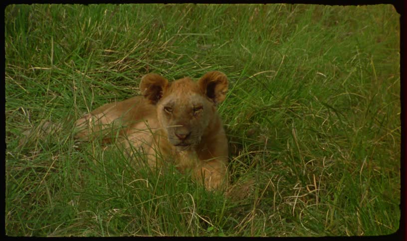 A sleepy-eyed lion cub looks up from its resting spot in the tall African savanna grass on vintage-style footage