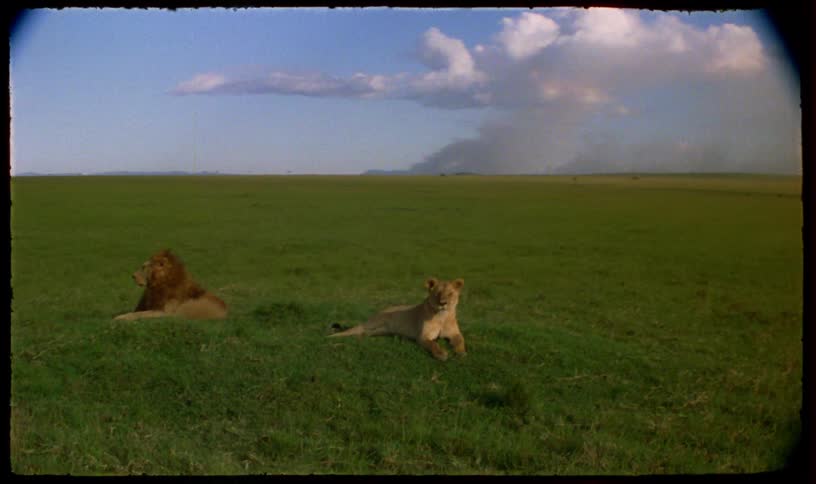 Vintage 16mm footage captures a male lion and a lioness resting peacefully in the vast green plains of the savanna