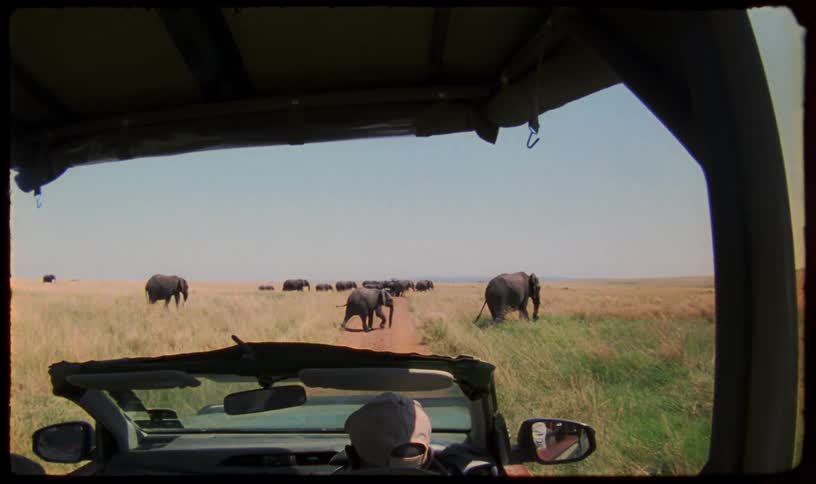 Super 8 style footage from inside a safari vehicle captures a majestic herd of elephants walking across the vast, grassy African savanna