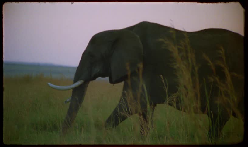 Vintage film footage captures an African elephant with large tusks walking through tall savanna grass at dusk