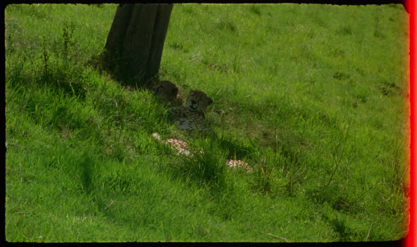 Archival-style footage shows a group of cheetahs resting in the shade of a tree in a lush green field