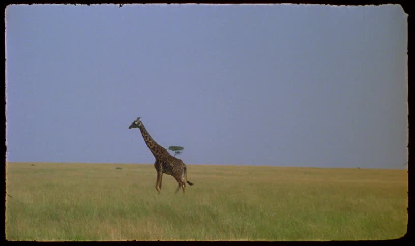 A lone giraffe gracefully walks through the vast, grassy plains of the African savanna