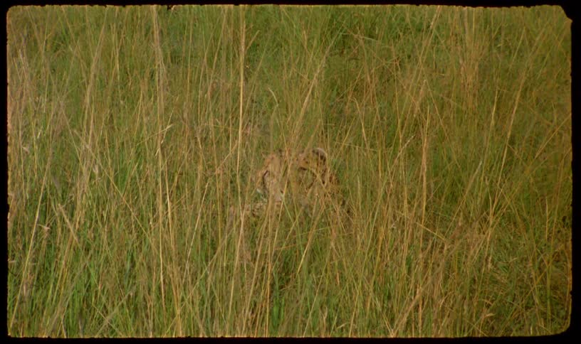 A retro-style shot shows a leopard perfectly camouflaged and hiding in the tall savanna grass