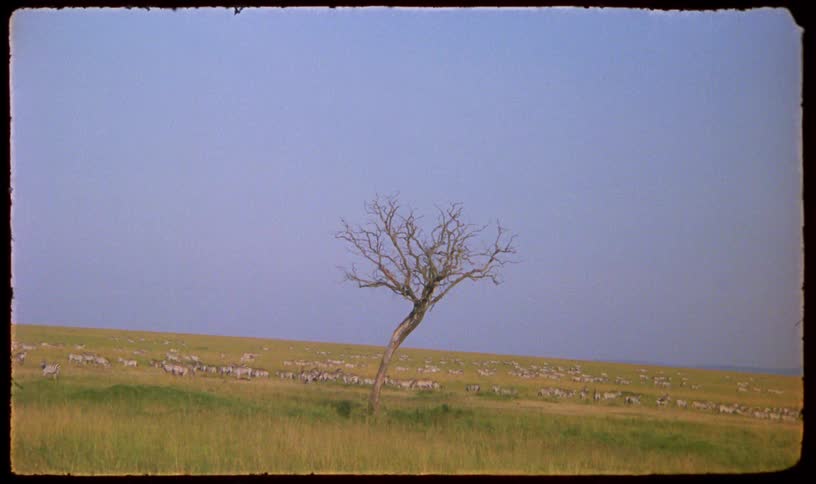 A vintage shot shows a lone, dead tree standing on the grassy African savanna with a large herd of zebras in the background