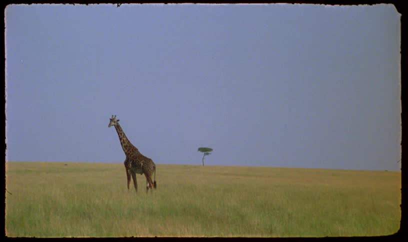 Archival footage shows a single giraffe traversing the wide-open plains of the African savanna