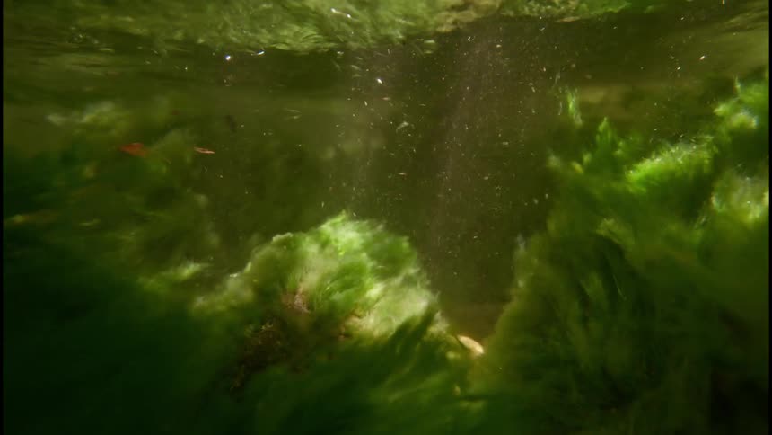 An underwater view captures vibrant green algae moving with the current, while particles dance in the sunlit water