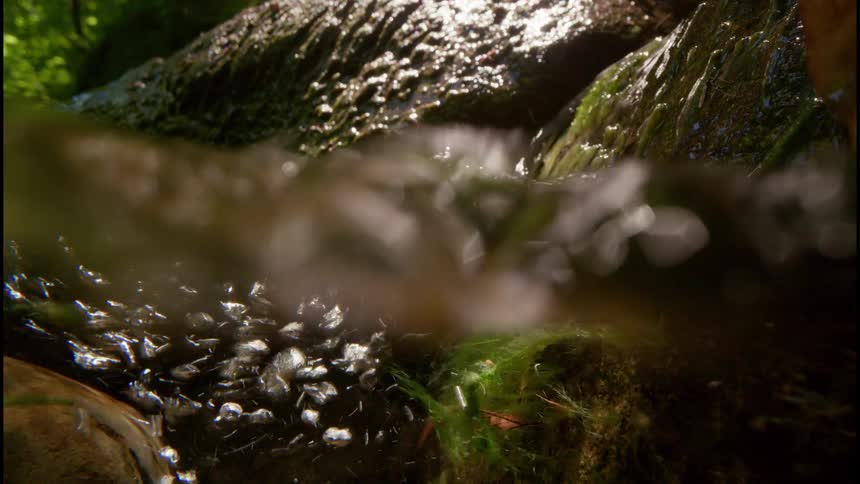 A close-up split view shows the turbulent surface and bubbly underwater world of a small creek flowing over rocks and green algae
