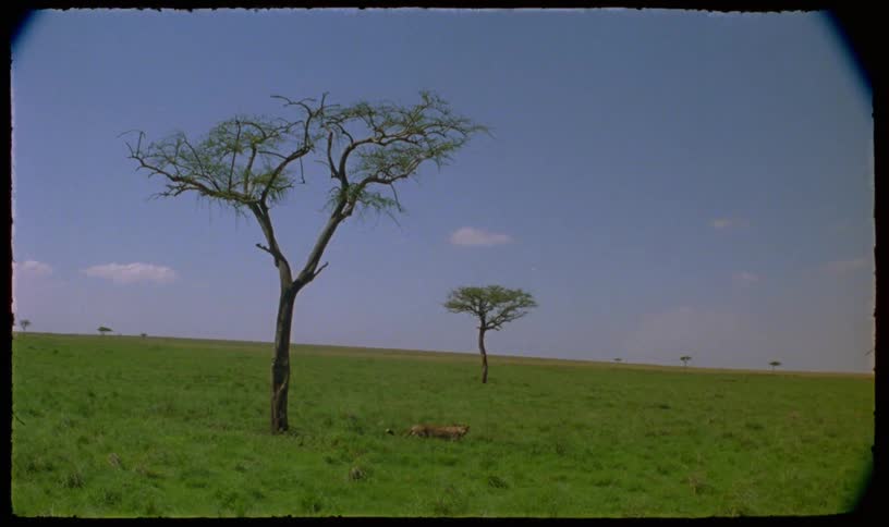 A mother cheetah and her cubs awaken from a rest under an acacia tree and walk across the vast, green savanna