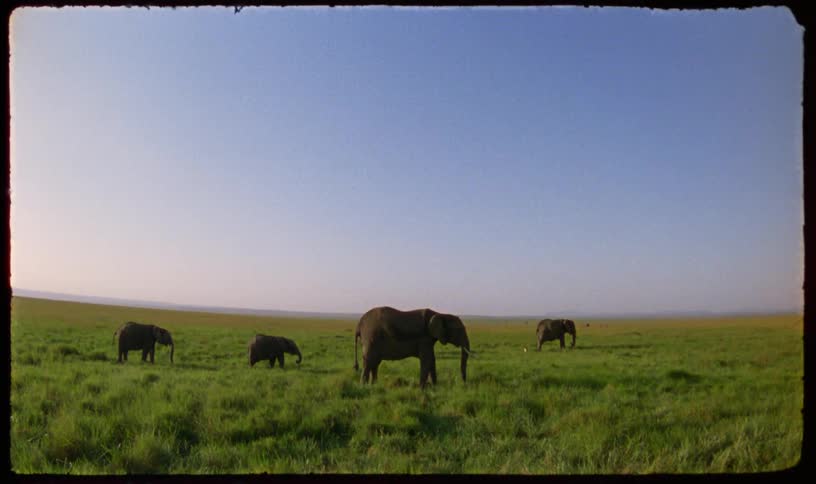 Wide shot of a majestic elephant family grazing in a vast green field with a clear sky on a sunny day