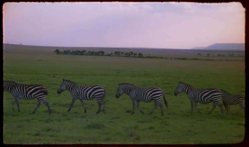 A dazzle of zebras, including a young foal, walk across the vast African savanna in this vintage 8mm footage