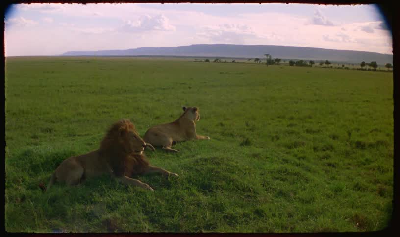A majestic lion and lioness rest peacefully on a grassy hill, surveying the vast African savanna
