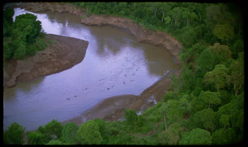 A vintage aerial view captures a pod of hippos submerged in a murky jungle river