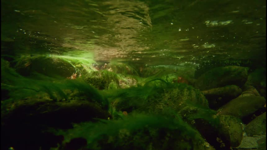 An underwater view of a flowing stream shows green algae clinging to rocks on the riverbed