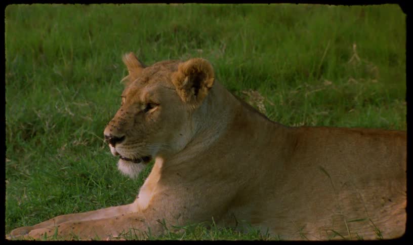 A beautiful lioness rests peacefully in a close-up profile shot while lying in the lush green savanna grass