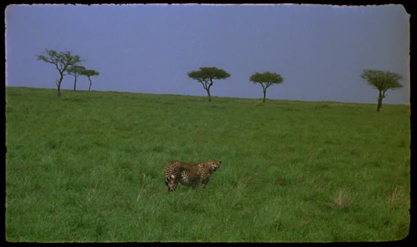 Vintage 16mm film footage shows a lone cheetah walking across a vast, green savanna with acacia trees on the horizon