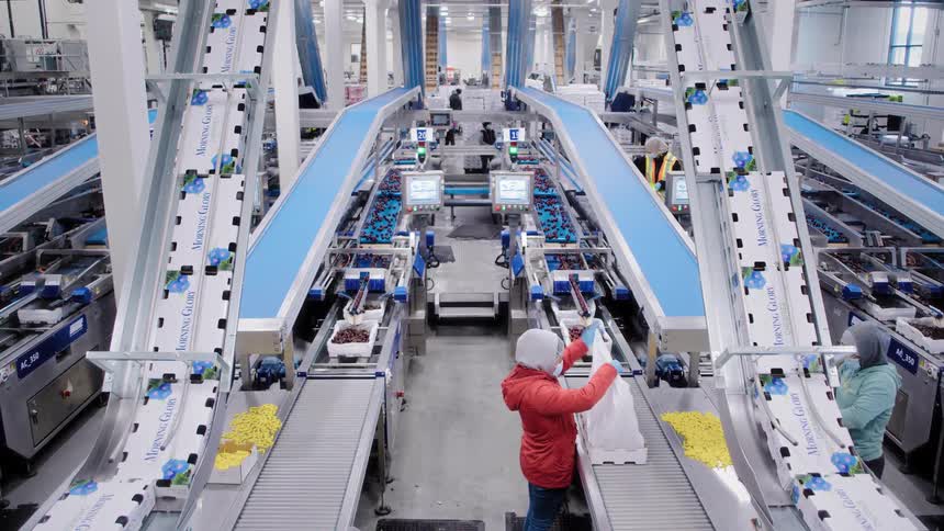 High-angle view of workers sorting and packing fresh cherries on a large-scale automated assembly line in a modern food processing factory