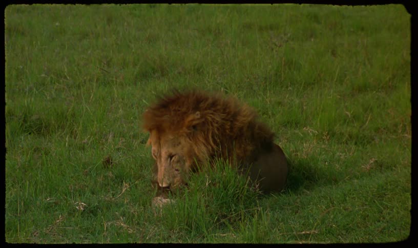 Vintage film footage of a male lion with a full mane resting and grooming in a lush green field