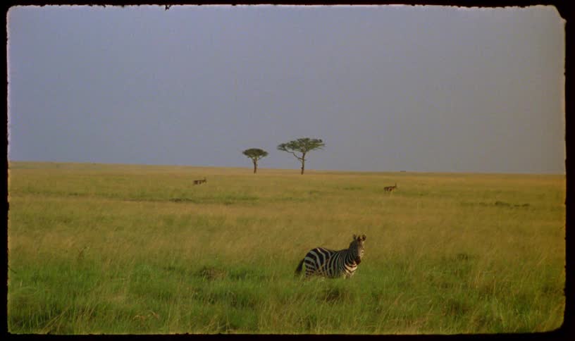 Vintage footage shows a lone zebra standing in the vast, grassy plains of the African savanna, ending with a film burn transition