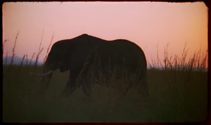 A majestic elephant stands silhouetted against a beautiful pink and orange sunset sky while grazing in the tall savanna grass