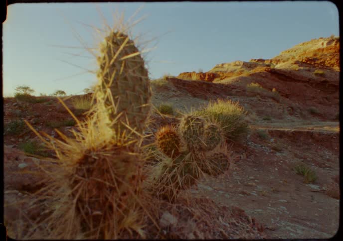 A vintage film-style shot captures a close-up of a spiky cactus in a desert landscape during golden hour