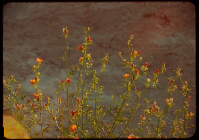 Delicate orange wildflowers stand still in the warm golden hour light, captured in a nostalgic vintage film style