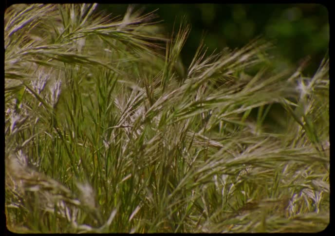 Warm, vintage-style footage captures a close-up of wild grass gently swaying in the breeze