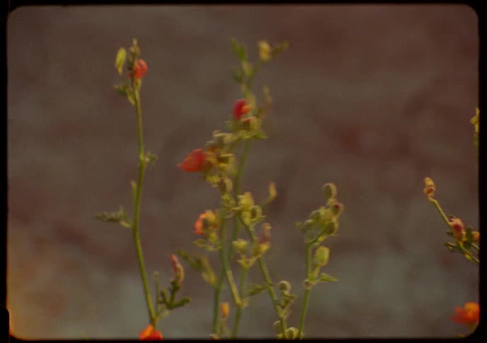 Super 8 footage shows a close up of delicate orange globe mallow flowers gently swaying in the golden hour light