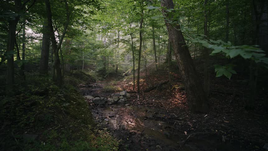 A tranquil, wide shot of a small, muddy creek bed meandering through a lush, green forest with dappled sunlight