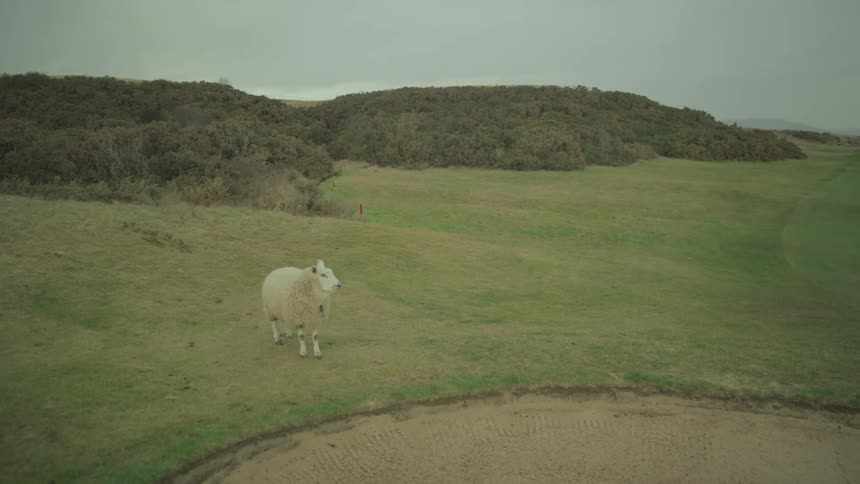 A lone sheep walks in slow motion across a green golf course next to a sand trap on an overcast day