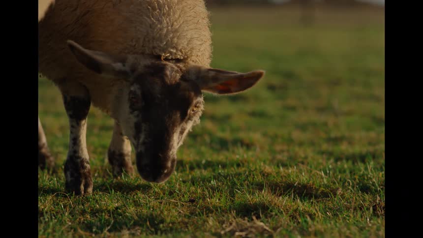 A close-up, slow-motion shot of sheep grazing peacefully in a sunlit green pasture during golden hour