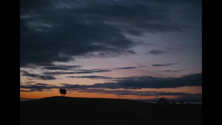 A lone sheep is silhouetted on a hill as it stands and walks away during a beautiful, colorful sunset