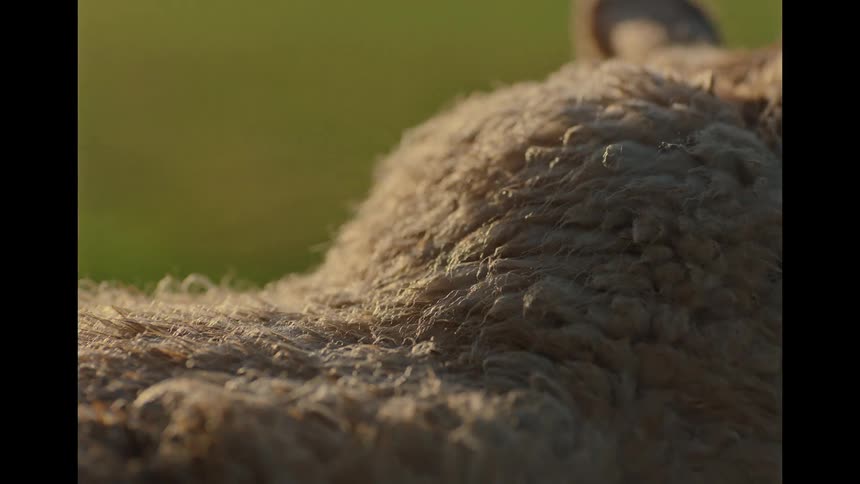 Gentle hands run through the thick, soft wool of a sheep in the warm glow of sunset