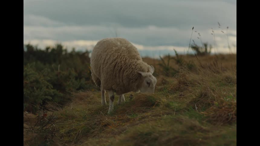 A lone, fluffy sheep stands in a grassy moor and begins to graze on a cloudy afternoon