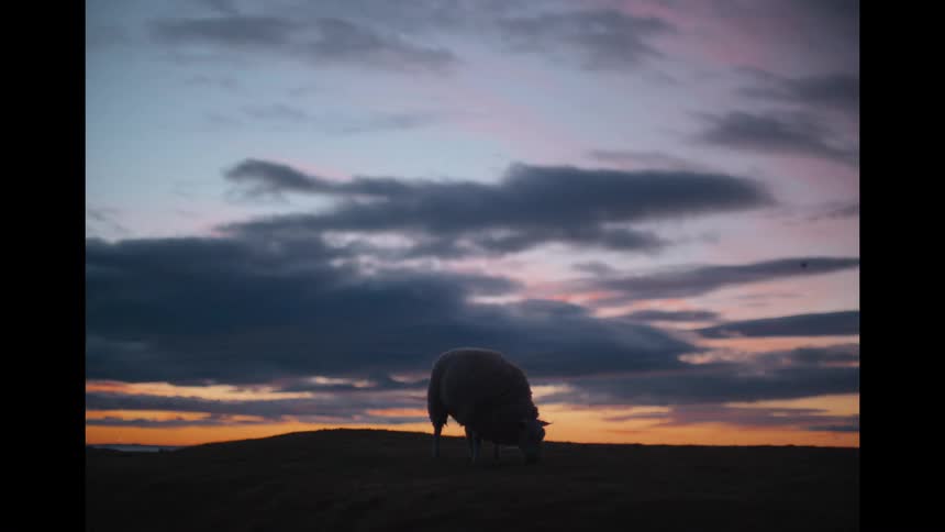 A silhouetted sheep grazes peacefully on a hilltop against a stunning pastel sunset sky before walking away