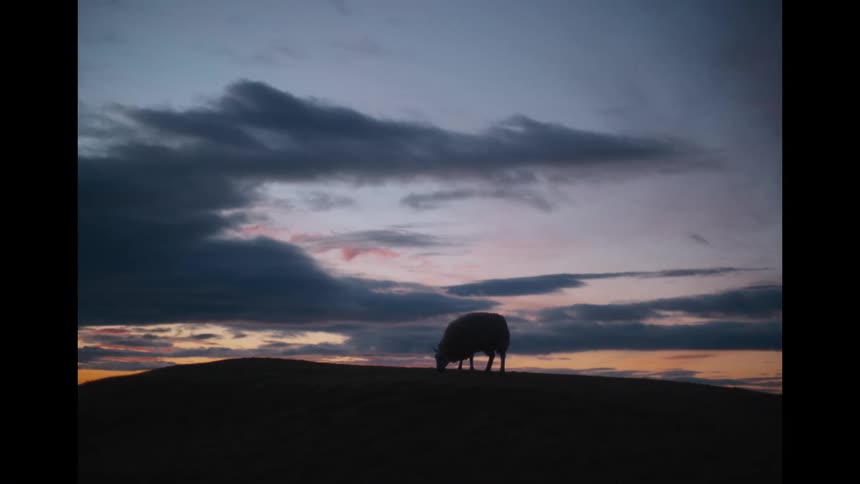 A solitary sheep grazes on a hilltop, silhouetted against a dramatic and colorful sunset sky
