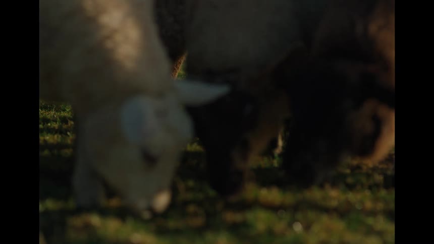 A slow-motion, low-angle close-up of a flock of sheep grazing peacefully in a lush green pasture during golden hour
