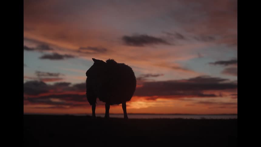 A silhouetted sheep grazes on a hilltop against a stunning sunset sky and then walks away