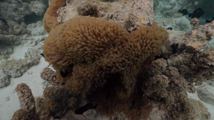 A group of small black Domino fish swim in and around a large beige sea anemone on a sandy coral reef